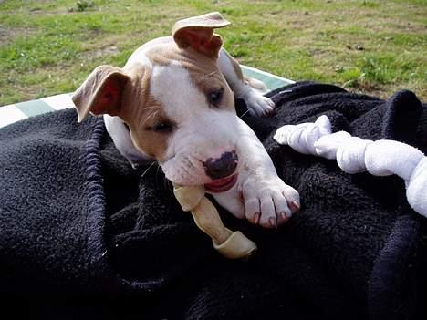 Blanding af racer (am.staff/bull) *Lexi* billede 18