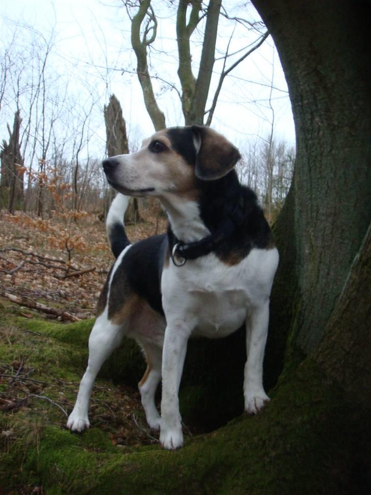 Blanding af racer Basse :] the lover dog.  - I skoven (tror han ejer det hele)  billede 6