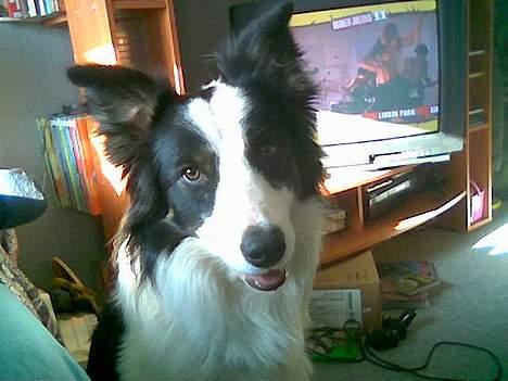 Border collie toby - toby 14mdr billede 3