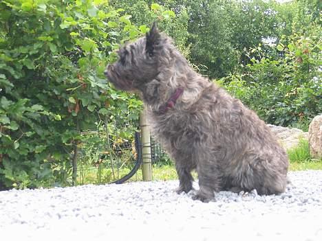 Cairn terrier Tilde billede 7