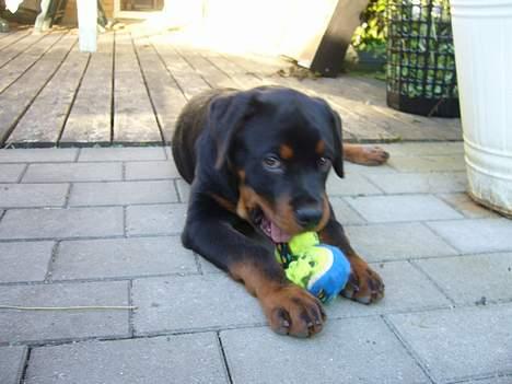 Rottweiler Samson - jeg skjuler at jeg er en frækkert billede 8