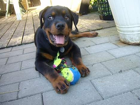 Rottweiler Samson - jeg har ikke gjordet noget.. hihi. ligger her helt uskyldigt. billede 9