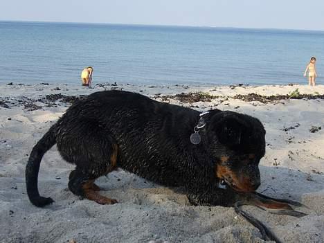 Rottweiler Samson - jeg har sand over det hele, pyt med det, det er sjovt ved stranden. billede 10