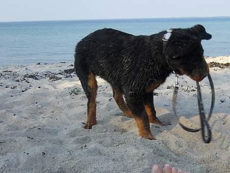 Rottweiler Samson - lege lege lege.. ud og bade, op og lege, ud og bade, op og lege. dejligt at være ved stranden. billede 11