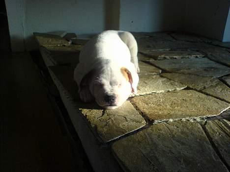 Staffordshire bull terrier Loke - D. 22 Juni 2006 billede 2