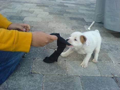 Staffordshire bull terrier Loke - D.8 Juni 2006 billede 3