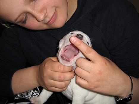 Staffordshire bull terrier Loke - D. 23 Maj 2006 billede 4