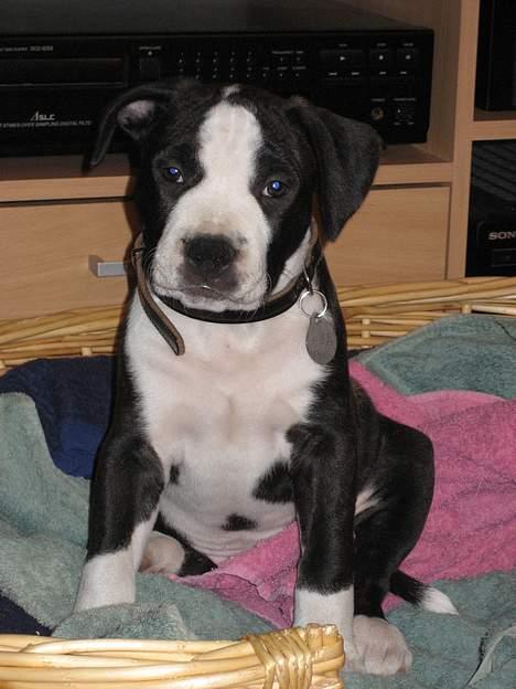 Amerikansk staffordshire terrier Vito Corleone billede 11