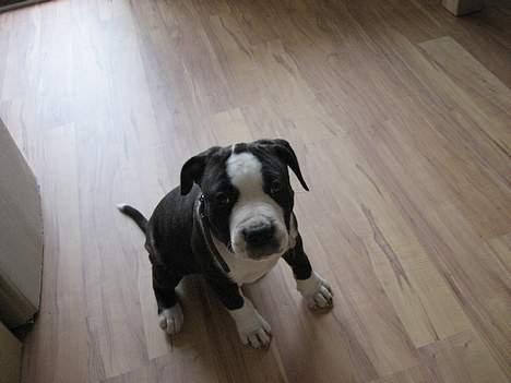 Amerikansk staffordshire terrier Vito Corleone billede 12