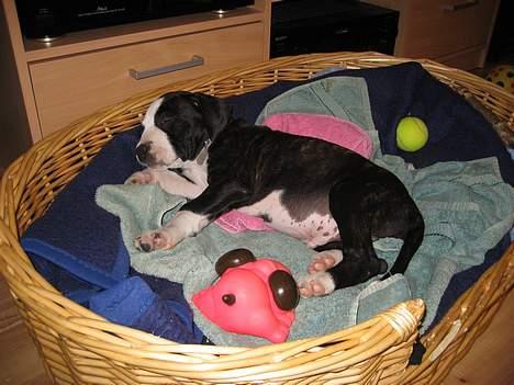 Amerikansk staffordshire terrier Vito Corleone billede 13