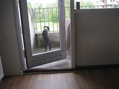 Amerikansk staffordshire terrier Vito Corleone billede 14