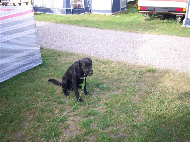 Blanding af racer Tyson -  på camping og det regner :´( billede 14