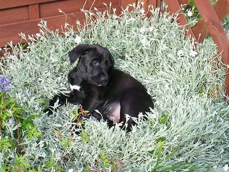 Blanding af racer Tyson - ævv nu har mor opdaget mig billede 15