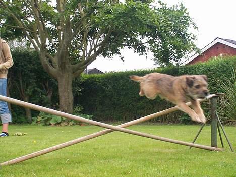 Border terrier lutra`s Quietkiller(samba - her springer samba 36 cm billede 8