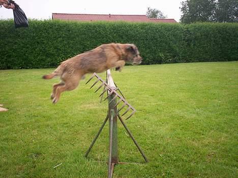 Border terrier lutra`s Quietkiller(samba - her springer samba 45 cm billede 9