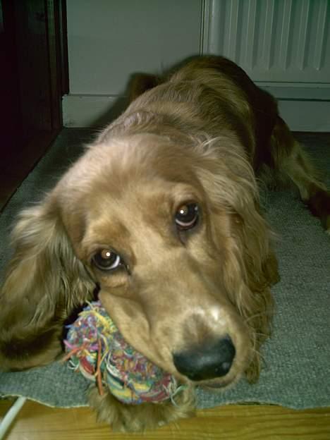 Cocker spaniel Lady - øhhhh, hvad laver du med den der ting billede 12