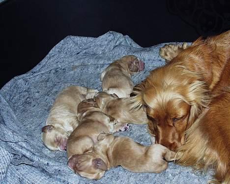 Cocker spaniel Lady - lady 5 dage gammel, med mor og brødre billede 13