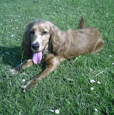 Cocker spaniel Lady - ahh, en tur på boldbanen billede 14