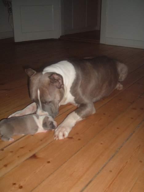 Amerikansk staffordshire terrier King... stjålet ::::::::( - ejj der sider mor billede 1