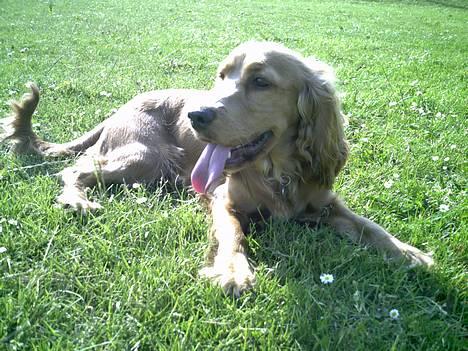 Cocker spaniel Lady - solen er bare for skøn billede 15