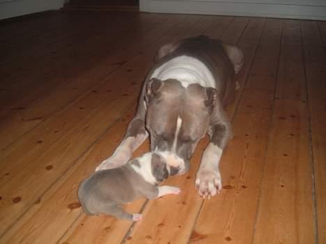 Amerikansk staffordshire terrier King... stjålet ::::::::( - ejj mor!! billede 2