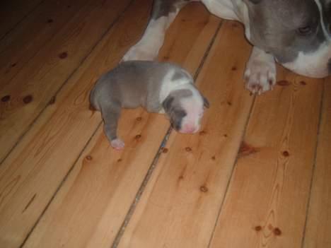 Amerikansk staffordshire terrier King... stjålet ::::::::( - jeg har ikke rød næse vel?? billede 3