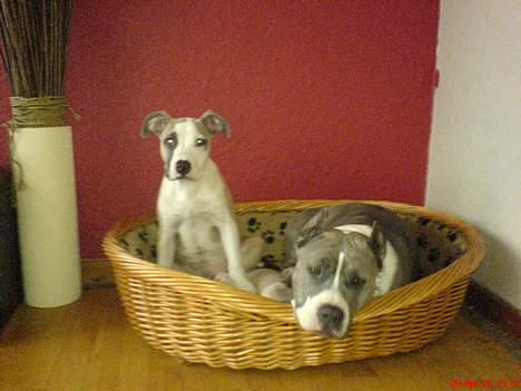 Amerikansk staffordshire terrier King... stjålet ::::::::( - mor er træt billede 4