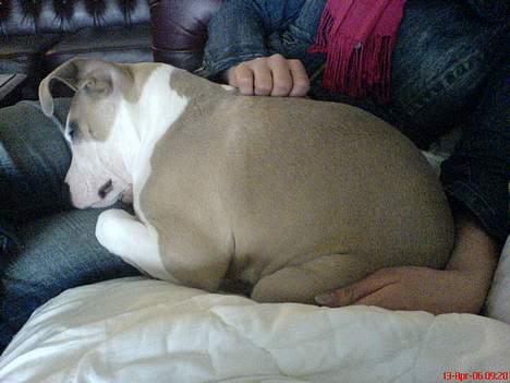 Amerikansk staffordshire terrier King... stjålet ::::::::( - årrh jegh er træt billede 5