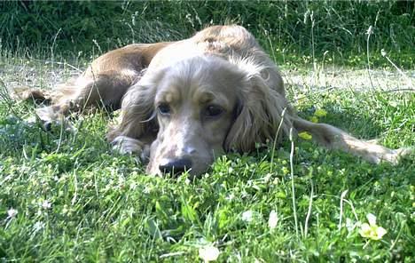 Cocker spaniel Lady - ej nu gider jeg altså ikke mere. skal vi snart hjem? billede 16