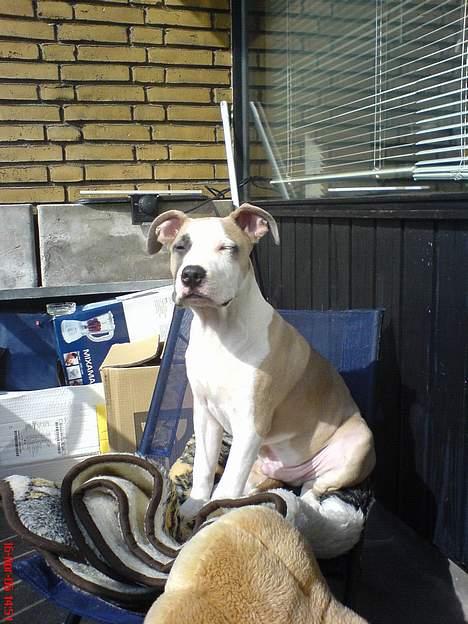 Amerikansk staffordshire terrier King... stjålet ::::::::( - dejlig udsigt billede 6