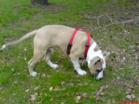 Amerikansk staffordshire terrier King... stjålet ::::::::( - snuser bare billede 7