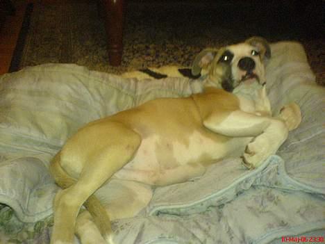 Amerikansk staffordshire terrier King... stjålet ::::::::( - man skal ikke tro jeg er træt billede 8