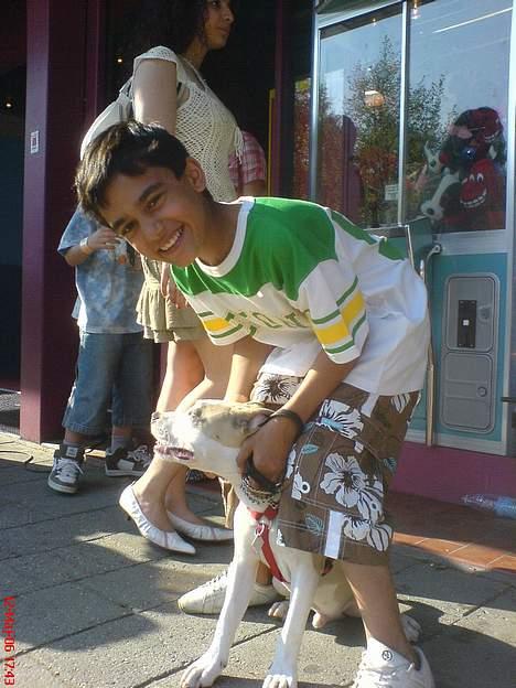 Amerikansk staffordshire terrier King... stjålet ::::::::( - hej farmand billede 9