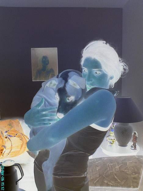 Amerikansk staffordshire terrier King... stjålet ::::::::( - hej mor billede 10