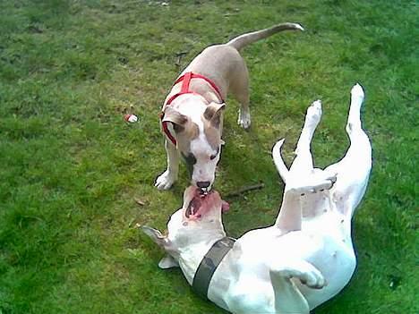 Amerikansk staffordshire terrier King... stjålet ::::::::( - migh og mussi billede 11