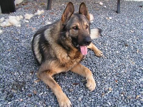 Schæferhund Vuk billede 2