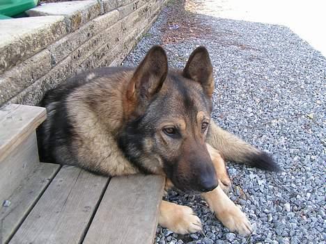 Schæferhund Vuk billede 3