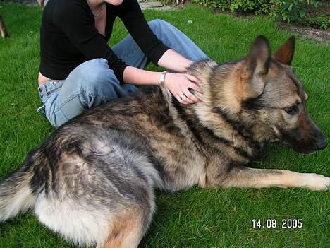 Schæferhund Vuk billede 4