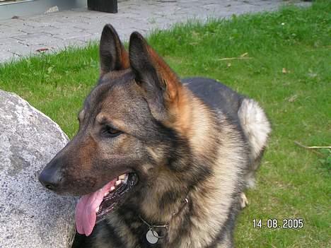 Schæferhund Vuk billede 5