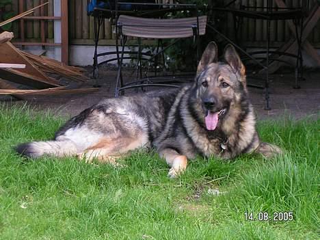 Schæferhund Vuk billede 6