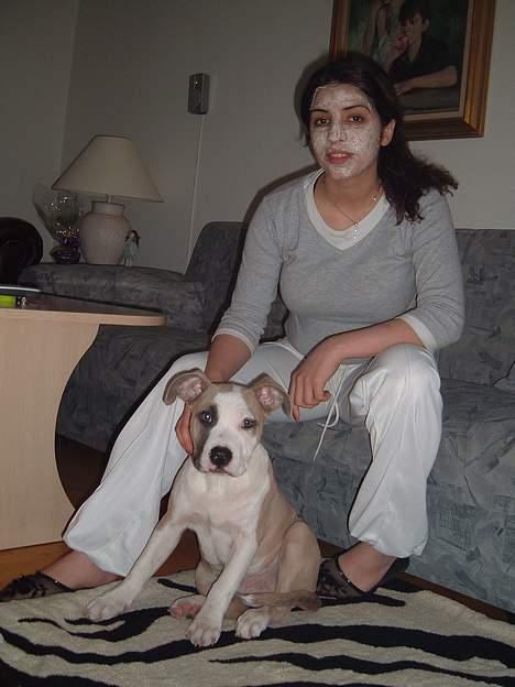 Amerikansk staffordshire terrier King... stjålet ::::::::( - bøh billede 12