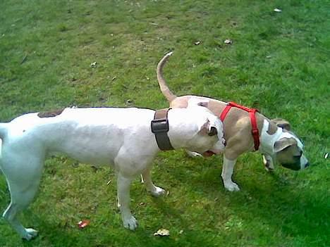 Amerikansk staffordshire terrier King... stjålet ::::::::( - ejj mussi billede 13