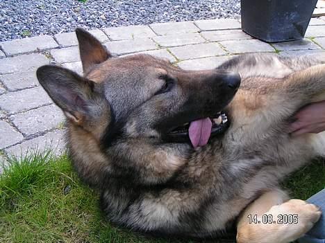 Schæferhund Vuk billede 7