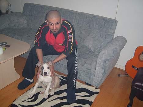 Amerikansk staffordshire terrier King... stjålet ::::::::( - goddag far billede 14