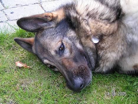 Schæferhund Vuk billede 8