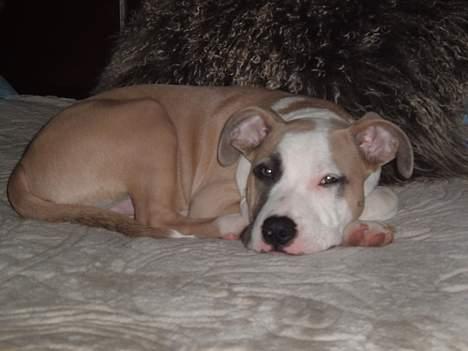 Amerikansk staffordshire terrier King... stjålet ::::::::( - godmorgen billede 15