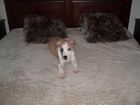 Amerikansk staffordshire terrier King... stjålet ::::::::( - goddag her billede 16