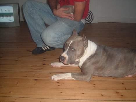 Amerikansk staffordshire terrier King... stjålet ::::::::( - mor du sej billede 17