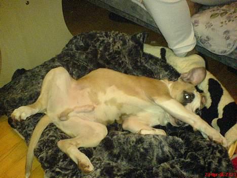 Amerikansk staffordshire terrier King... stjålet ::::::::( - morgen træning billede 18