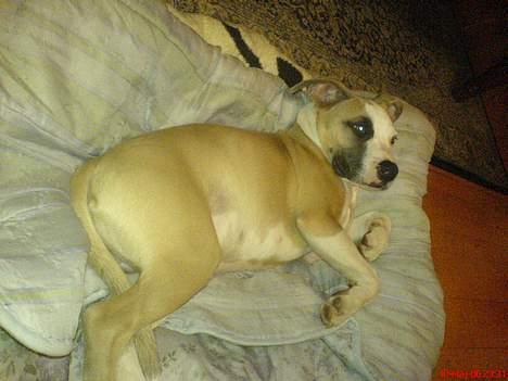 Amerikansk staffordshire terrier King... stjålet ::::::::( - arrh billede 19